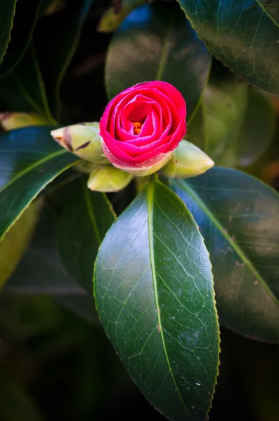 Röd camellia — Stockfoto