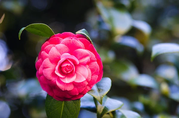 Camelia roja — Foto de Stock