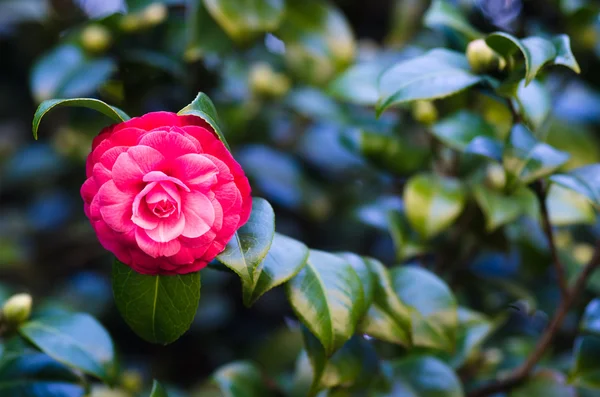 Röd camellia — Stockfoto