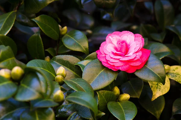 Camelia roja — Foto de Stock