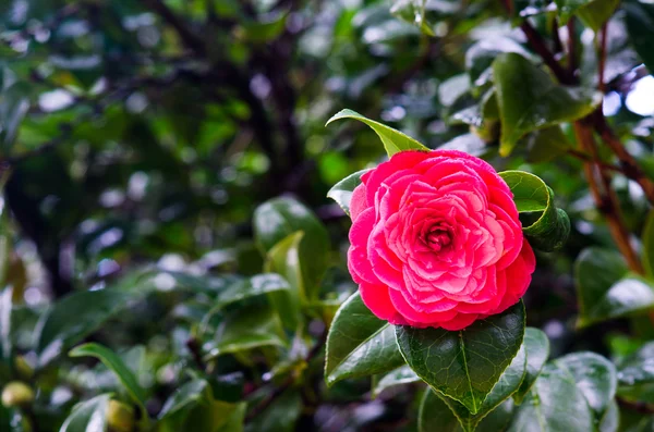 Röd camellia — Stockfoto