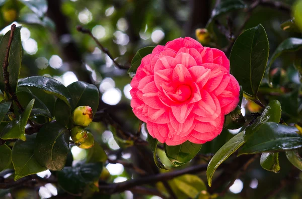 Camelia roja — Foto de Stock