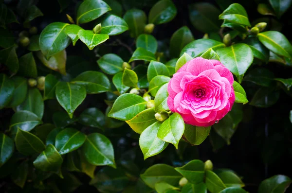 Rode camellia — Stockfoto
