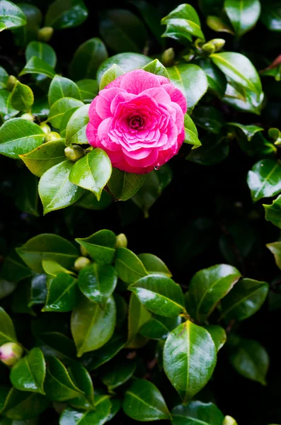 Red camellia — Stock Photo, Image