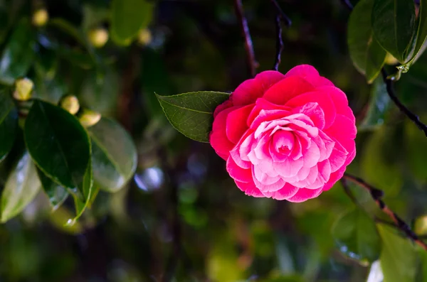 Camelia roja — Foto de Stock