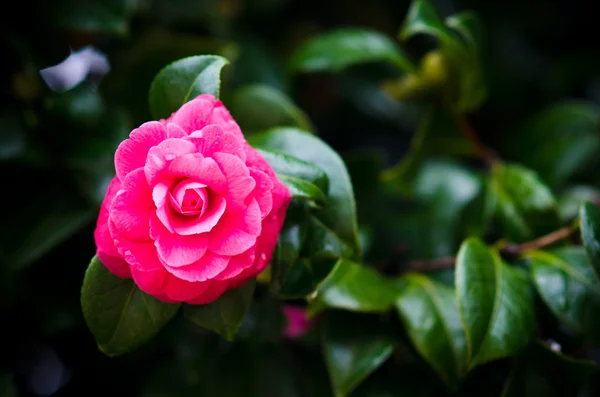 Red camellia — Stock Photo, Image