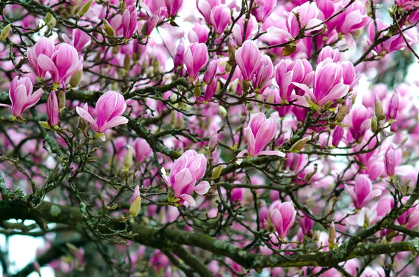 Magnoliaträd — Stockfoto