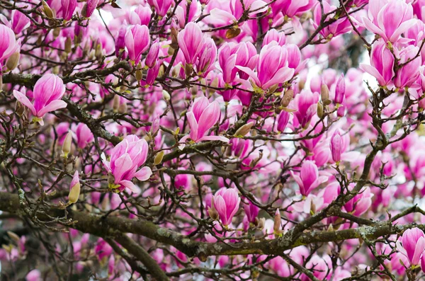 Magnoliaträd — Stockfoto