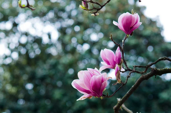 Δέντρο magnolia — Φωτογραφία Αρχείου