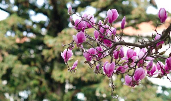 Magnoliaträd — Stockfoto