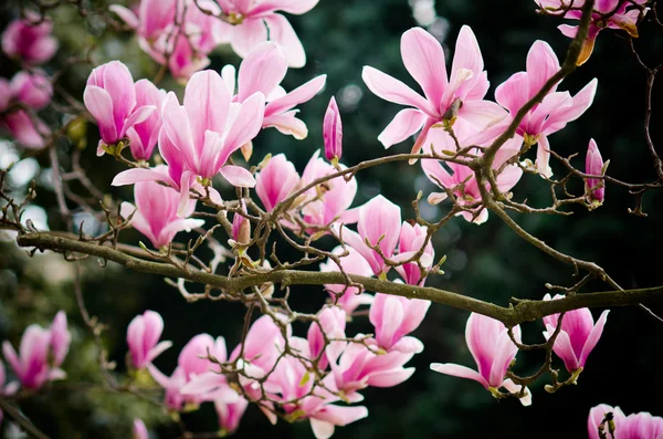 Magnoliaträd — Stockfoto