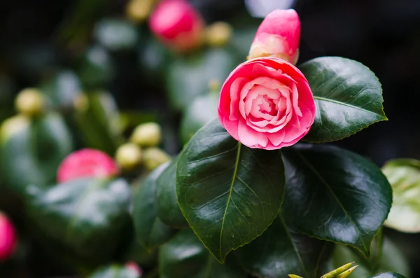 Red camellia — Stock Photo, Image