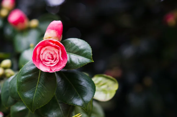 Röd camellia — Stockfoto