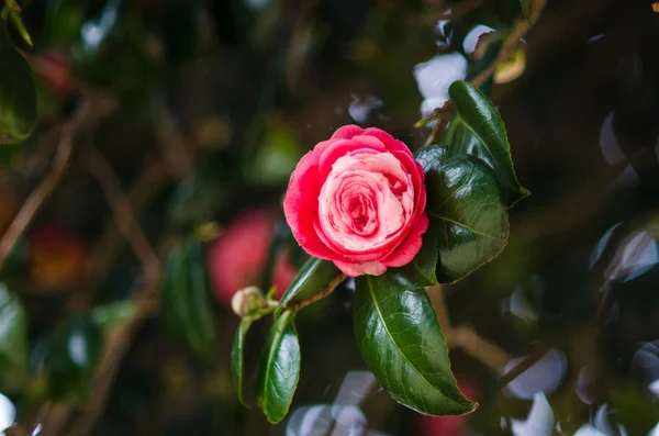 Röd camellia — Stockfoto