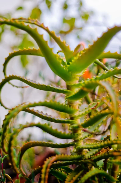 알로 베라 식물 — 스톡 사진
