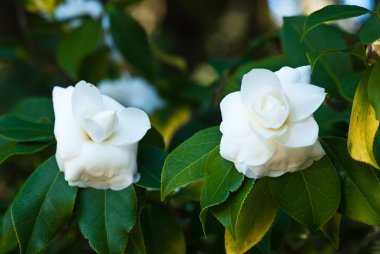 Alba plenaАльба plena