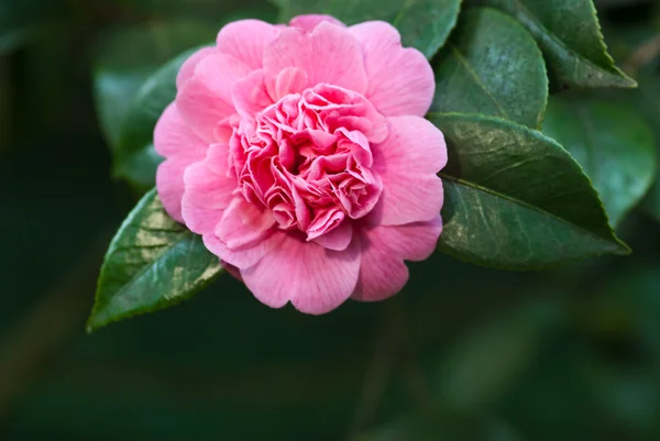 Camellias — Stock Photo, Image