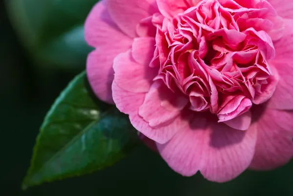 Camellias — Stock fotografie