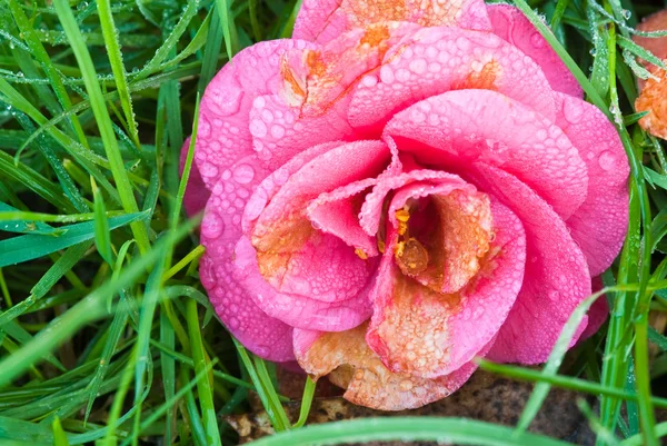 Fuchsia camellia — Stock Photo, Image