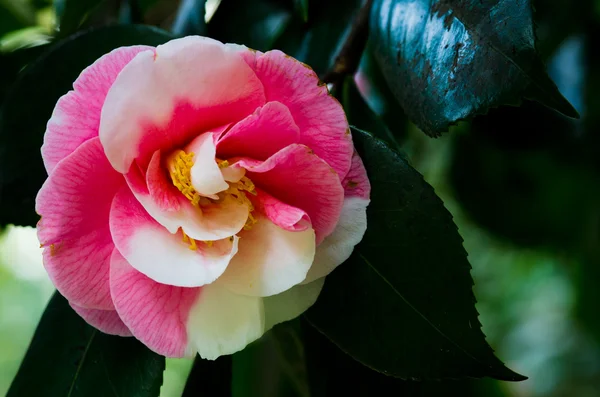Camellias — Stock Photo, Image