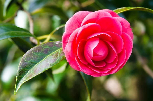 Camellias — Stock fotografie