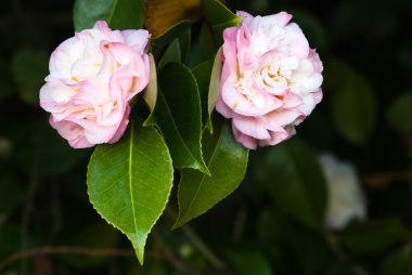 kamelya mary j. wheeler