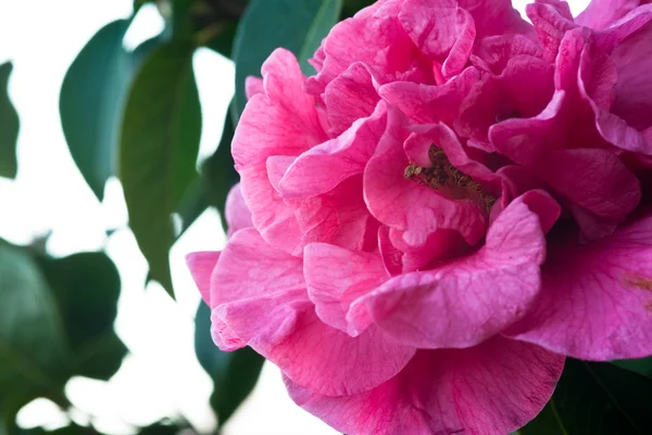 Camellia — Stock Photo, Image