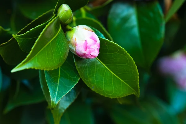 Camellia Mary J. Wheeler — Stock Fotó