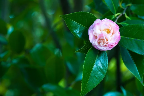 Camelia wheeler mary j. — Foto de Stock