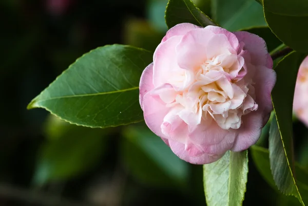 Camellia Mary J. Wheeler — Stock Photo, Image