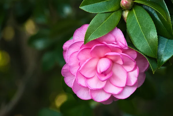 Camellias — Stock Photo, Image