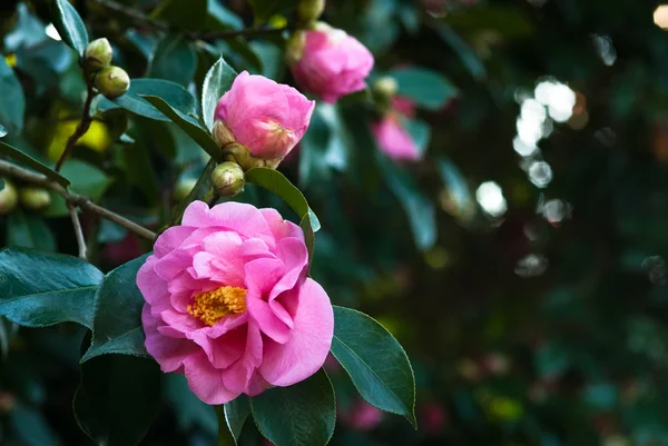 Camellias — Stock fotografie