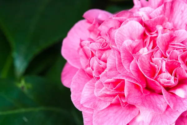 Camellias — Stock Photo, Image