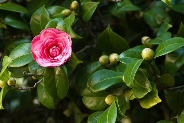 Árbol de camelias —  Fotos de Stock