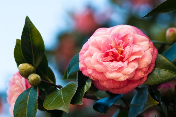 Camellias tree — Stock Photo, Image