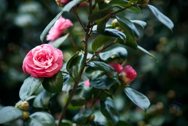 Camellias tree — Stock Photo, Image