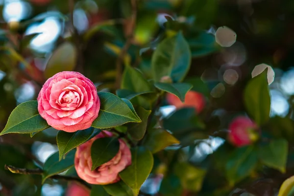 Camellias træ - Stock-foto