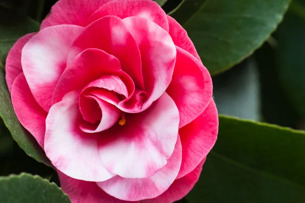 Camellias tree — Stock Photo, Image