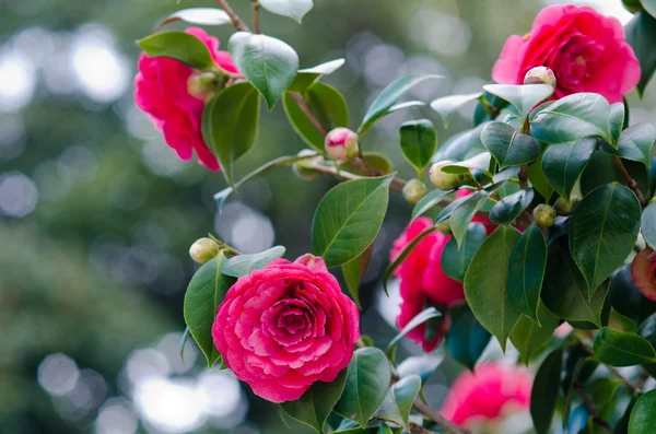 Camellias tree — Stock Photo, Image