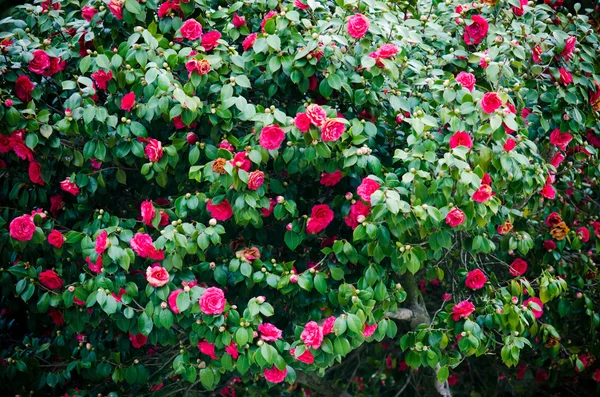 Červený kamélie — Stock fotografie