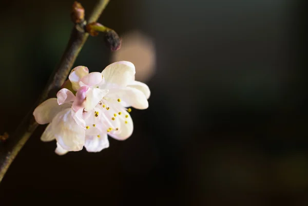 Primavera — Foto de Stock