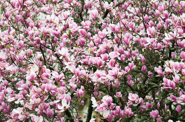 Magnolia blommor — Stockfoto