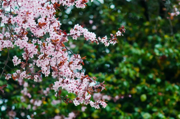 벚나무 cerasifera — 스톡 사진