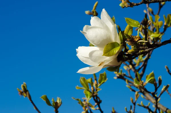 Květy magnólie — Stock fotografie
