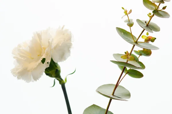 Karnasjonsblomst og eukaliptus – stockfoto