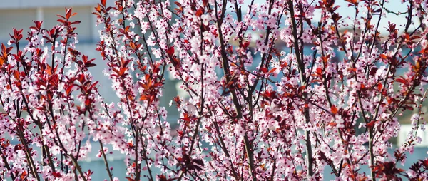 Prunus cerasifera — Foto de Stock