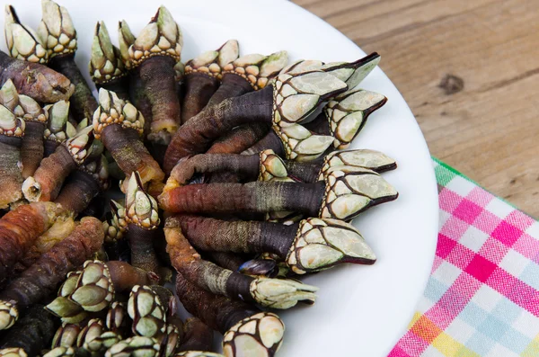 Percebes. — Foto de Stock