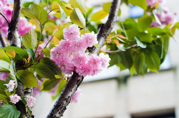 Cereza japonesa — Foto de Stock