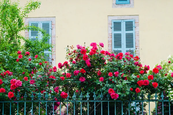 Jardim com rosas — Fotografia de Stock