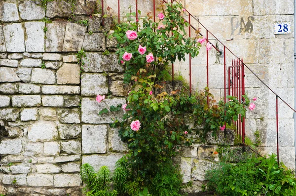 Rosas — Fotografia de Stock